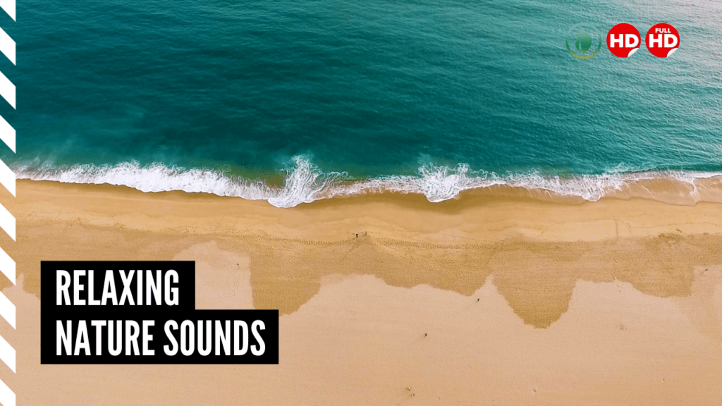 Relaxing Music With Nature Sounds of Ocean Waves and Seagulls for Relaxation, Study and Focus, and More Thumbnail.