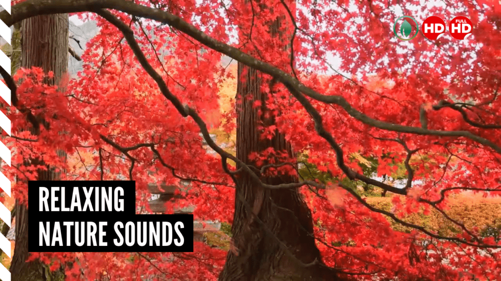 Relaxing Nature Sounds Forest Day Birds Ambiance Sounds for Relaxation, Sleep, and More Thumbnail