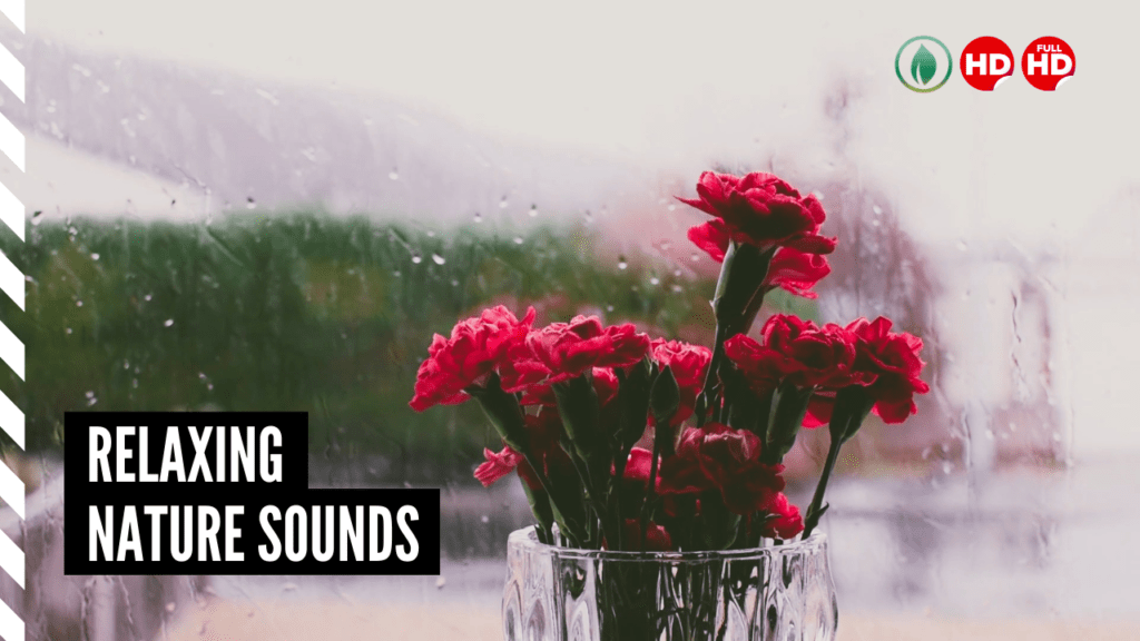 Relaxing Nature Sounds Rain on Window for Sleep, Focus and Study, Meditation, Relaxation and More Thumbnail